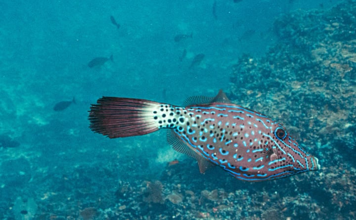Foto von Oscar Lebron Conejo in Sirru Fen Fushi Maldives mit @sirrufenfushi.maldives und @suboceanicmaldives. Möglicherweise ein Bild von einem Wassertier und Text.