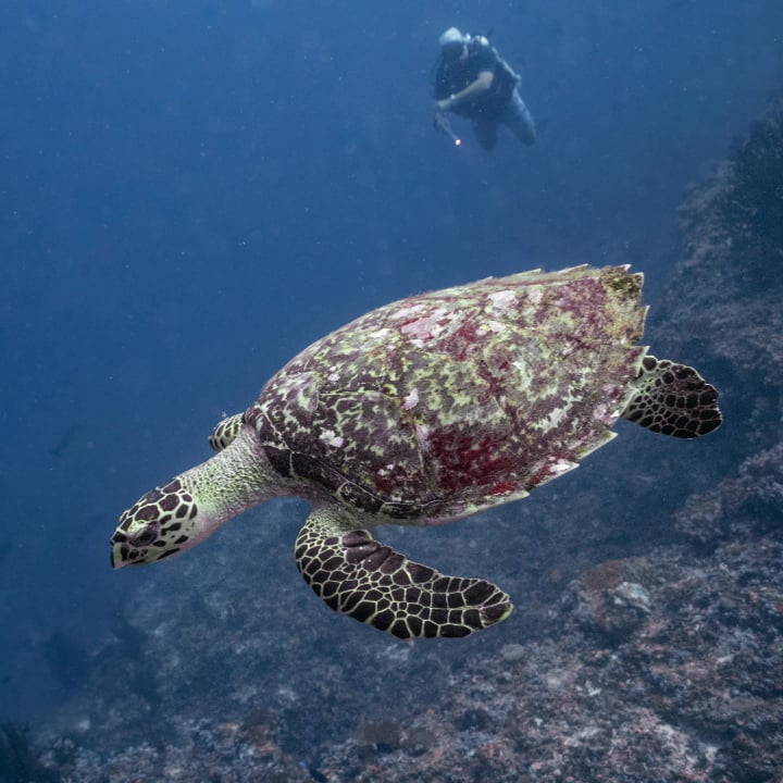 Foto von Oscar Lebron Conejo in Sirru Fen Fushi Maldives mit @sirrufenfushi.maldives und @suboceanicmaldives. Möglicherweise ein Bild von Schildkröte, Landschildkröte und Text.