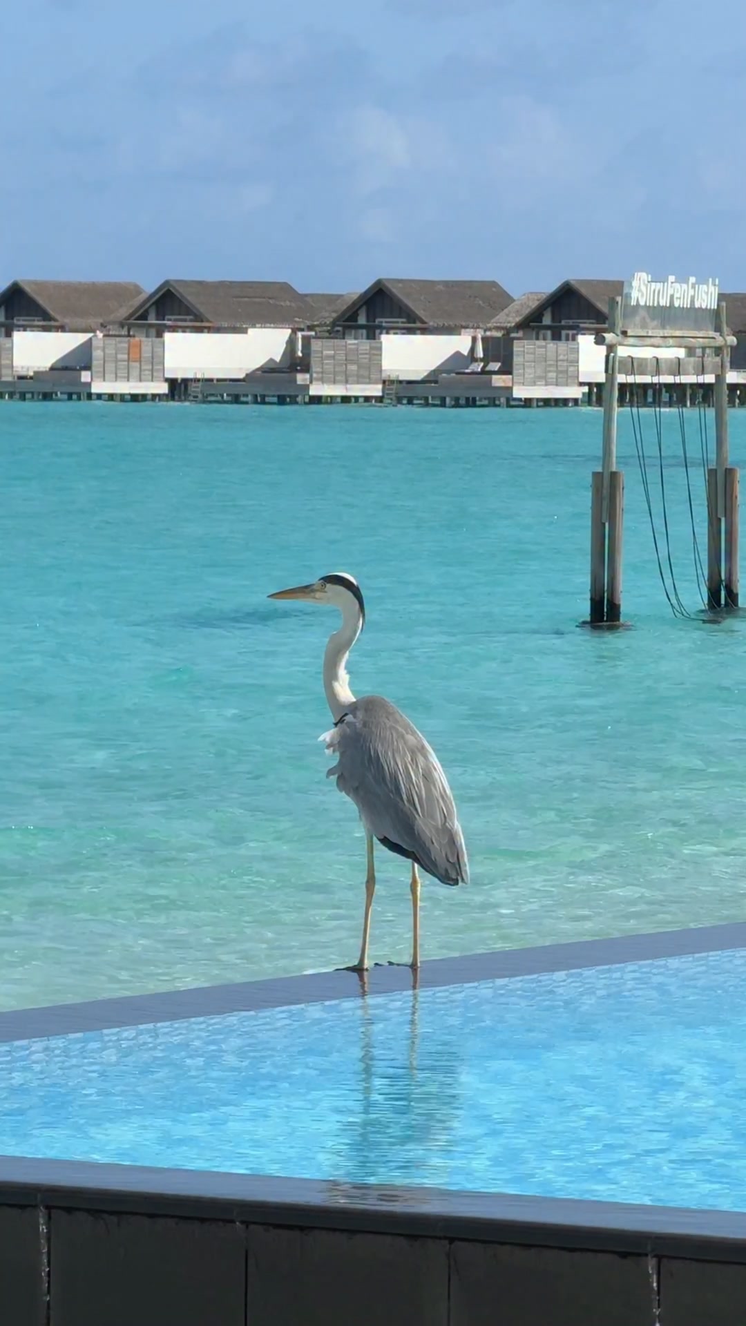 Heute feiern wir den National Wildlife Day und die unglaubliche Tierwelt, die Sirru Fen Fushi ihr Zuhause nennt. Von Graureihern, Wasserhühnern und tropischen Vögeln auf der ganzen Insel bis hin zu farbenfrohen Riff-Fischen, Korallen,