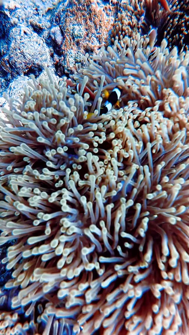 Beneath the surface lies a world full of life, beauty and wonder 🌊

This World Reef Awareness Day, let us come together to protect and preserve our precious coral reefs for future generations. Every 