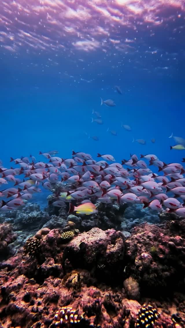 Every wave reminds us to protect the blue heart of our planet 🌊💙

Celebrating World Ocean Day and the beauty of our oceans today and always.

#WorldOceanDay #ProtectOurOceans #OceanLove #BluePlanet