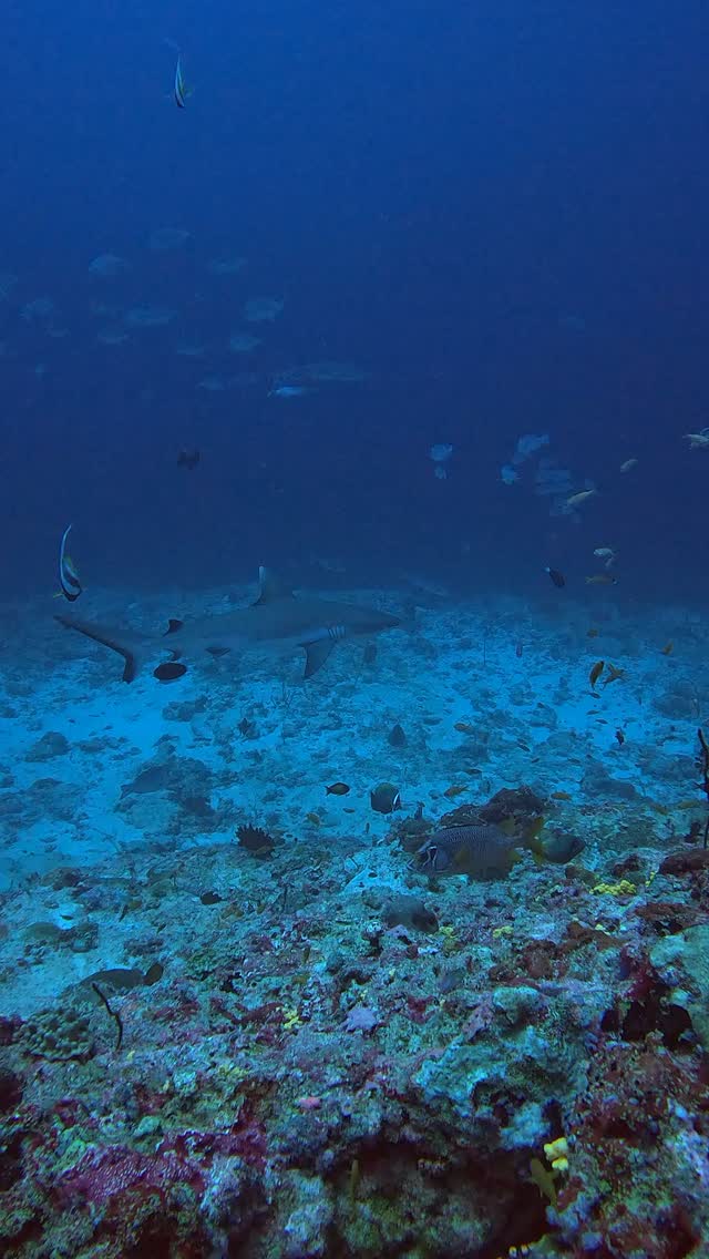 🦈 Über 400 Millionen Jahre. Ein Ozean, den es zu schützen gilt.

Haie sind essenziell für gesunde Korallenriffe, und die Malediven sind Heimat von über 30 Haiarten – allesamt geschützt, um unser unglaubliches marines Ökosystem zu bewahren