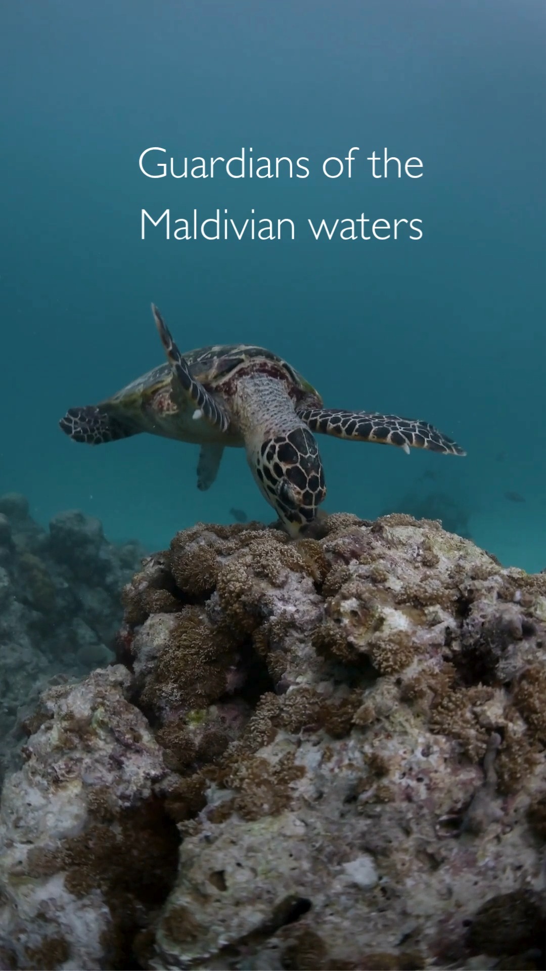 Celebrating the gentle guardians of our oceans this World Turtle Day. 

At Finolhu, every encounter with these graceful creatures is a reminder of the beauty, balance, and wonder of the marine world t