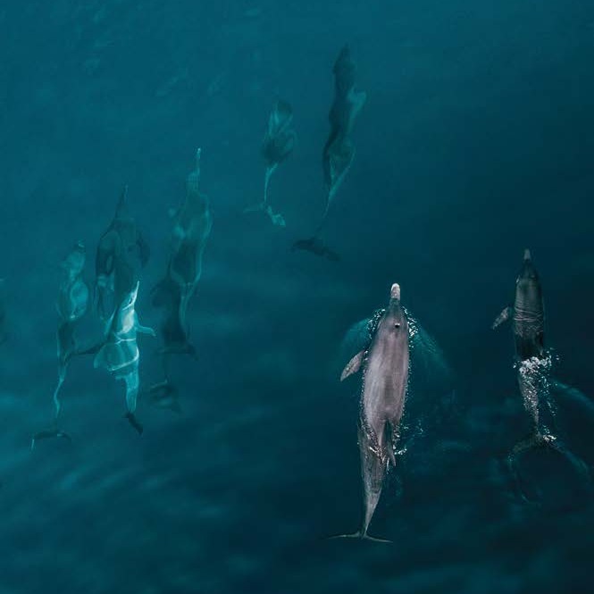 Photo by Finolhu, a Seaside Collection Resort on June 07, 2026. May be an image of swimming, orca, dolphin, humpback whale, whale, water and text.