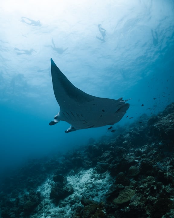 Twenty Years, One Ocean

Twenty years of research, discovery and conservation came together at #FSLandaaGiraavaru for 20 Years of Manta Magic, a week celebrating the people, partnerships and shared pu