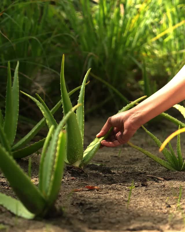 Un po' d'amore all'aloe

Dopo una giornata sotto il sole maldiviano, l'aloe vera regala alla pelle un momento di calma tanto atteso. Il suo tocco rinfrescante e idratante aiuta a lenire la pelle scaldata dal sole, ad attenuare l'aspetto degli arrossamenti e a lascia