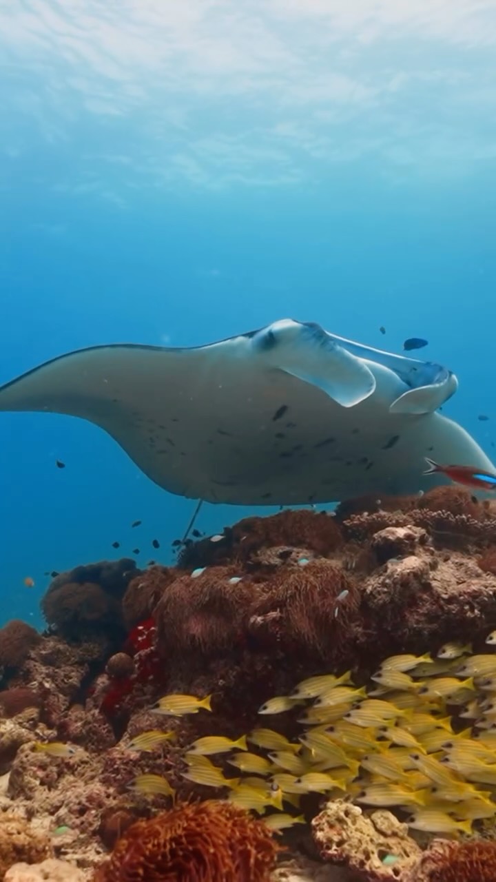 Where every dive reveals a new world, and every second feels alive.

#FuraveriMaldives #divemaldives #maldives