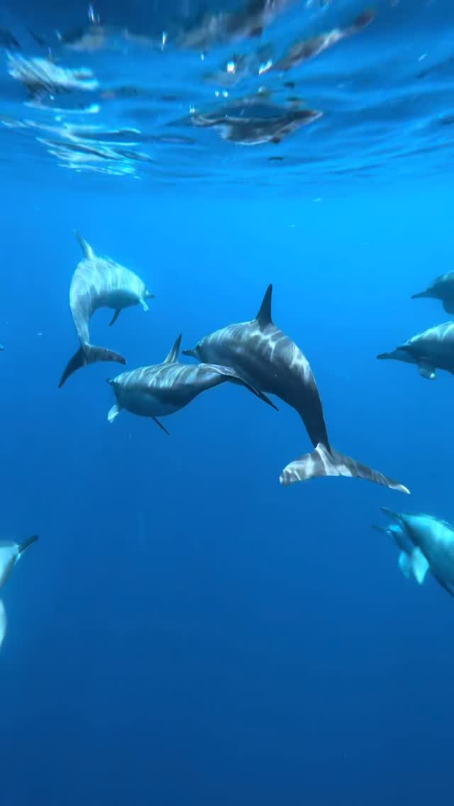 Dolphin cruise in Furaveri Maldives 🌊🐬💦✨
#maldives #maldivesislands #ocean #travel #dolphincruise