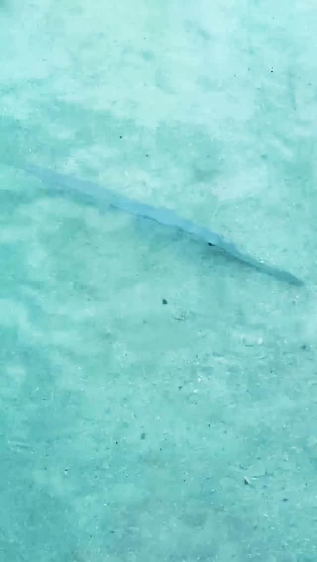 Spot the needle, watch the fin.

#visitmaldives #summervacay #instagood #instatravel #furaveriislandresort