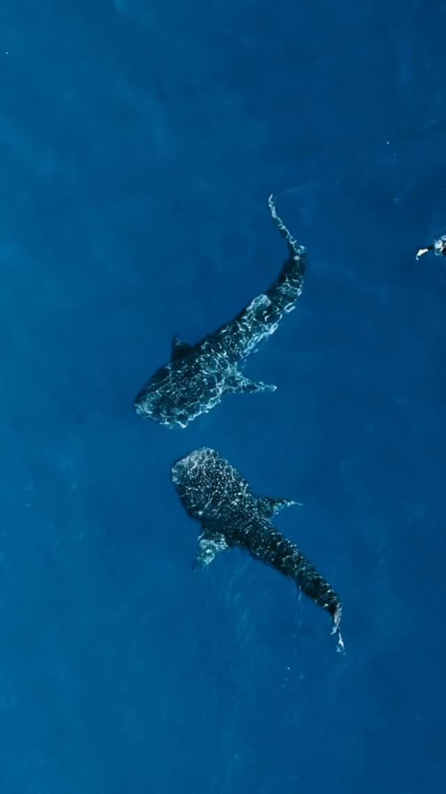 Einen Moment walgroßer Liebe eingefangen 🐋❤️