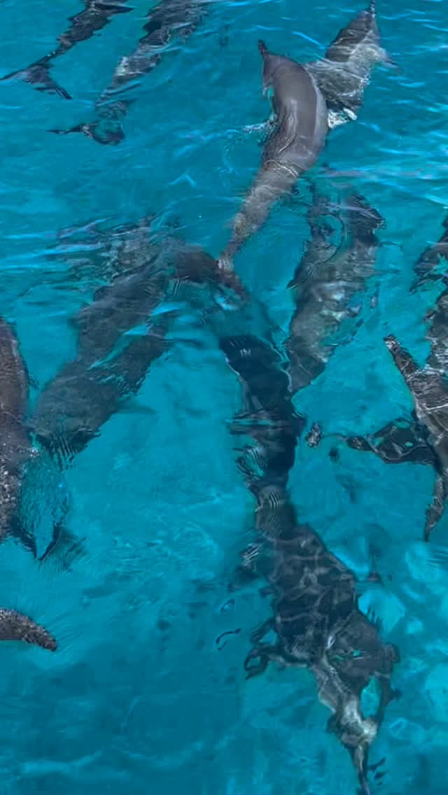 Kristallklares Wasser, wilde Herzen und eine Schule Großer Tümmler, die für Wellen sorgt.

#visitmaldives #summervacay #instagood #instatravel #furaveriislandresort