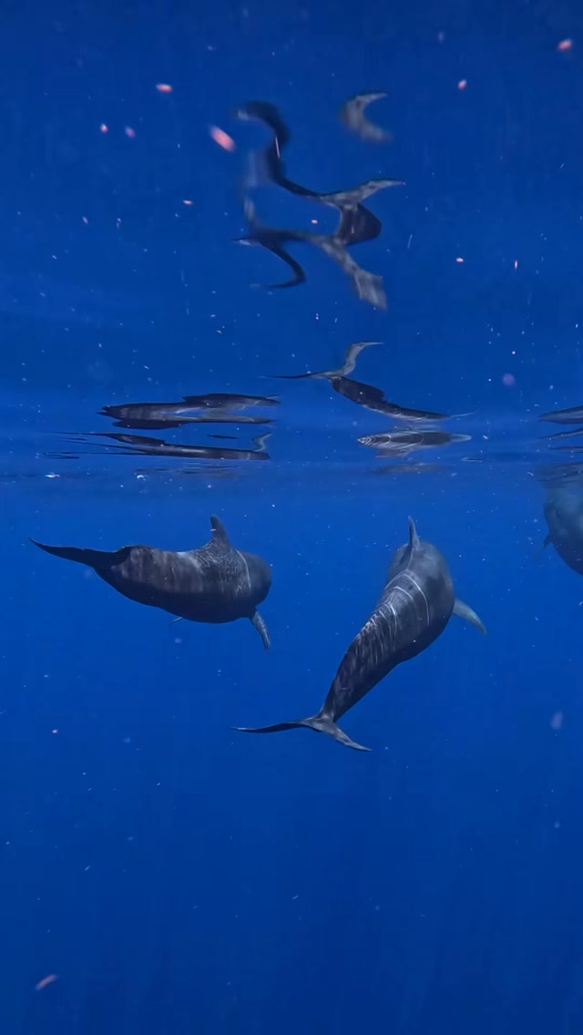 das ist magisch aaaah! 🤩✨Man nennt sie Grindwale 🐳 #maldives #ocean #deepseaadventure #travel #maldivesislands