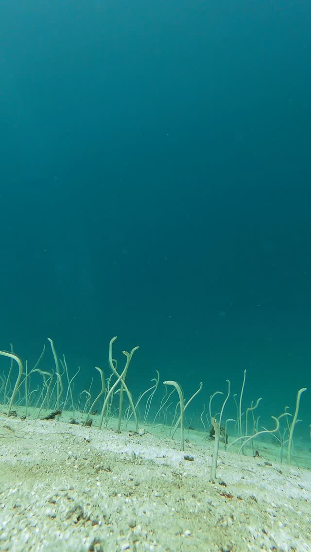 Wait for it!!!!
House reef 📍@fushifaru

#dive @paditv