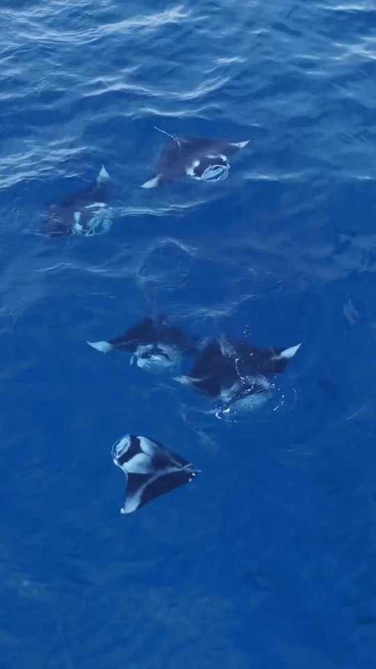 #KindnesstotheEnvironment means celebrating all the magnificent wildlife that we’re lucky to share our lagoons with. 

Both Fushifaru and Meyyafushi are located near cleaning stations, where the majes