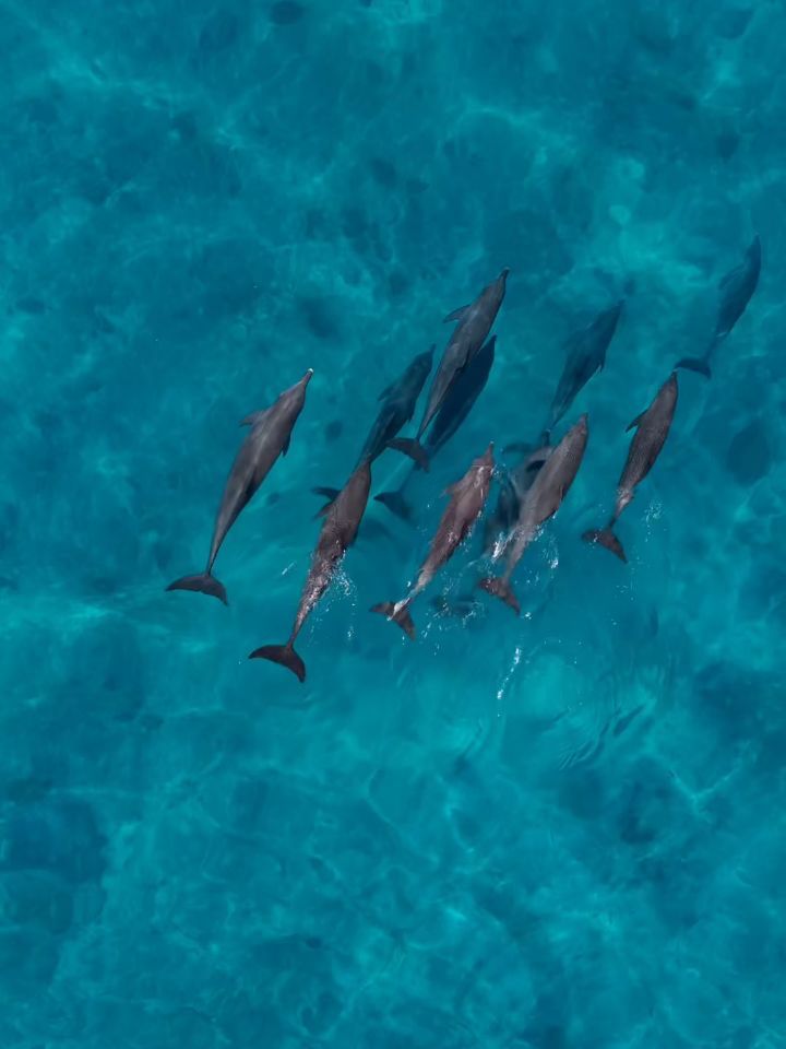 Des tortues et dauphins aux requins nourrices et aux majestueuses raies manta, il y a toujours quelque chose d'extraordinaire à découvrir sous les eaux turquoise entourant Fushifaru Maldives.

Un endroit où va