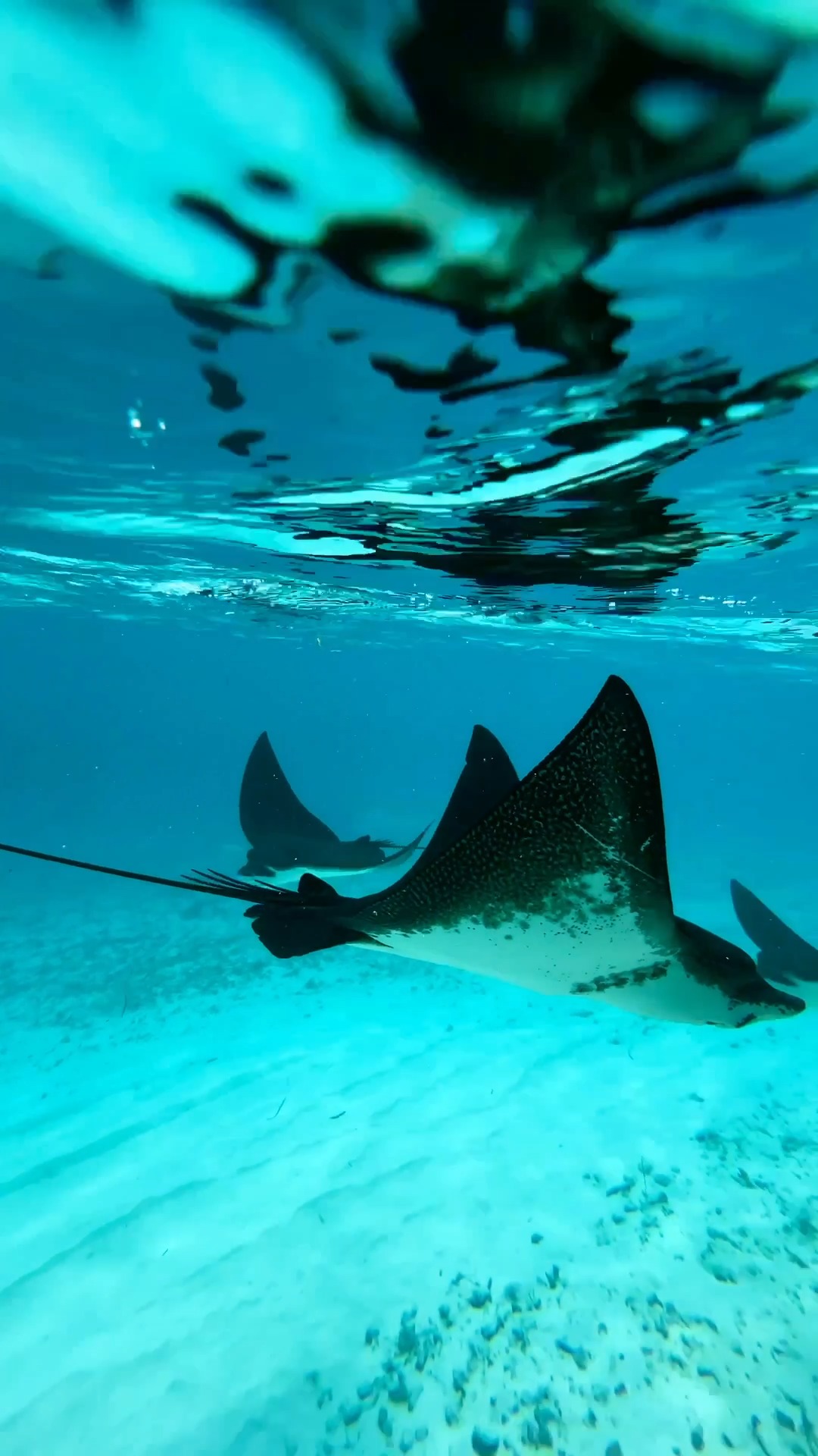 Reflecting on Gili Ocean Week, we look back on a week spent reconnecting with the ocean that surrounds us. 🌊

From coral exploration to marine life encounters, we shared moments of discovery and unco