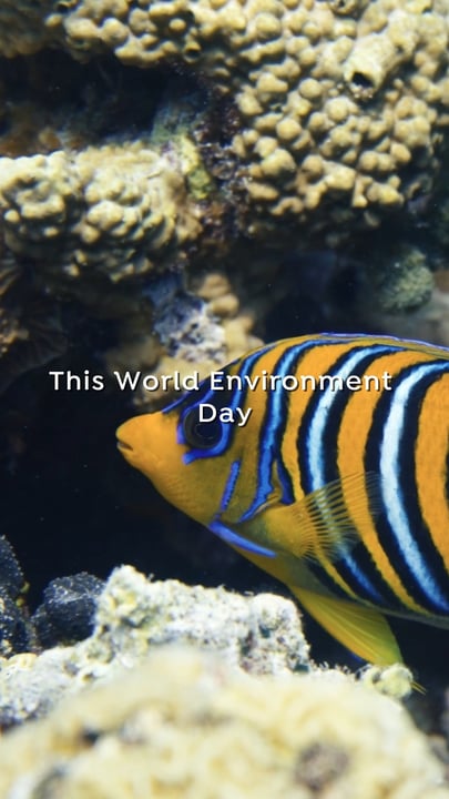 The most beautiful place on Earth is disappearing, and we are running out of time to save it. 

This #WorldEnvironmentDay, the Maldives stands as a stark reminder of what’s at stake. With 1,200 island