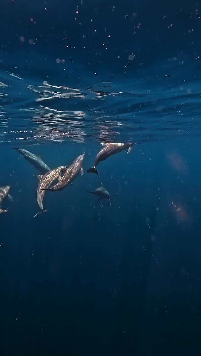 In the waters surrounding Hideaway, dolphins glide and play with effortless ease. A simple, beautiful reminder of the life that thrives just beyond the shore.

#myHideaway #HideawayMaldives #HiddenSli