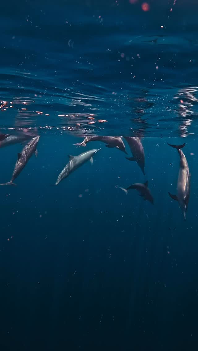 Surrounded by crystal clear waters, lush tropical greenery, and vibrant marine life, we are reminded every day of the importance of protecting the natural world around us. This World Environment Day, 