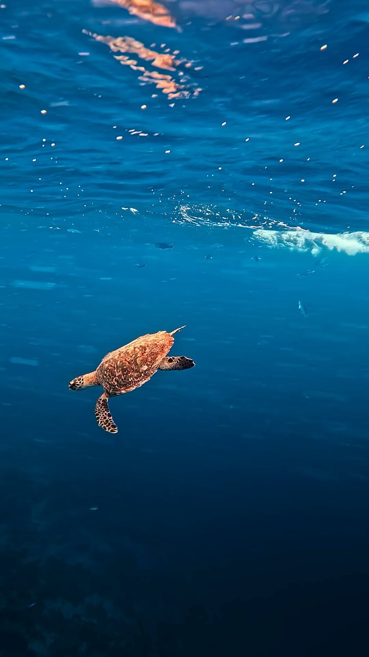 Watching a sea turtle glide effortlessly through the turquoise waters is one of those moments that reminds us how alive the ocean truly is. At Hideaway, these gentle encounters are part of what makes 