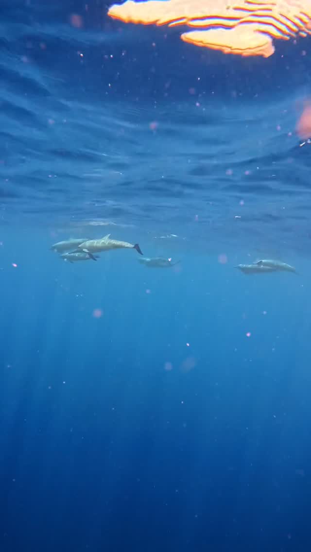 POV: The ocean decided to give you a surprise.

For your next family getaway, visit:
www.maldives.holidayinnresorts.com/offers

#KandoomaDive #FamilyHoliday #Kandooma #Maldives #IHG