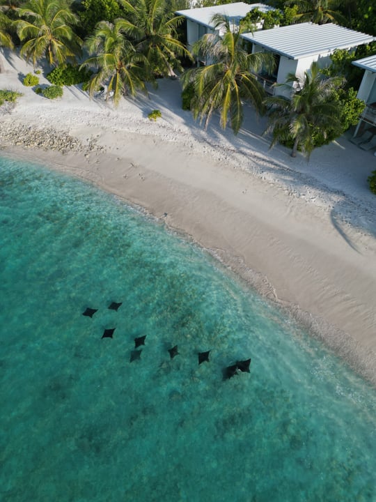Spotted eagle rays passing by the kandooma Maldives beach house villa