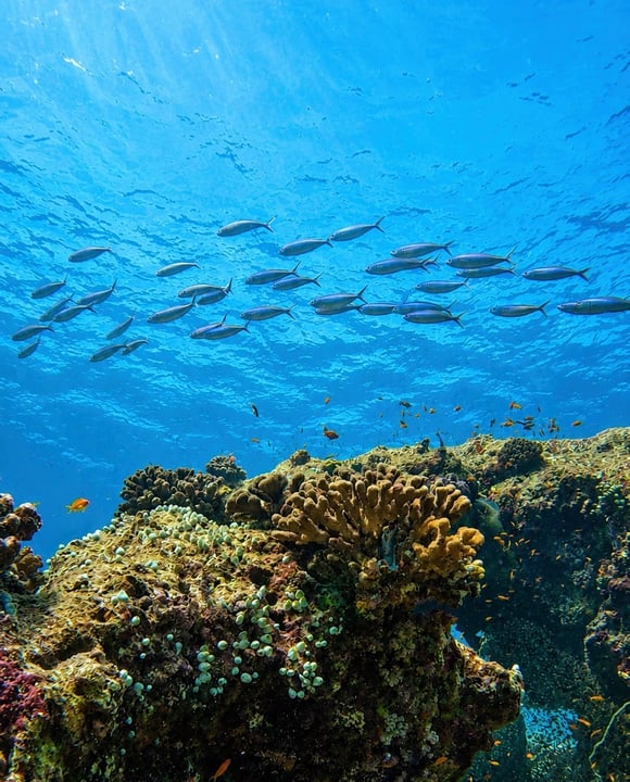 Foto di Hurawalhi Maldives a Hurawalhi Maldives con @prodiversmaldives. Potrebbe essere un'immagine di pesci e testo.