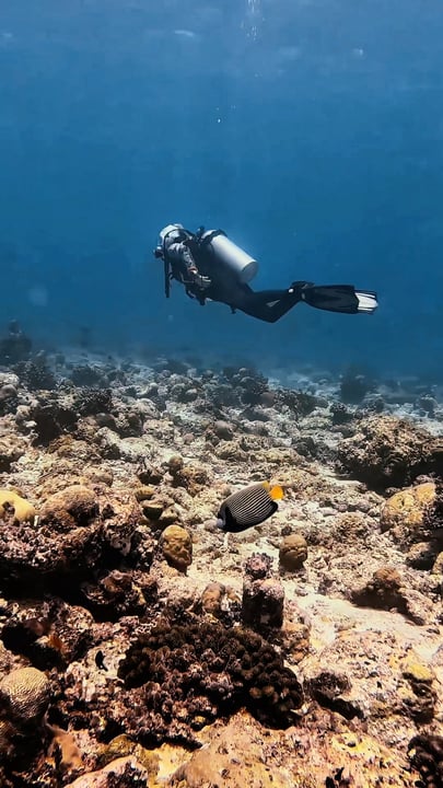 Il y a une raison pour laquelle les plongeurs reviennent sans cesse aux Maldives.

Sous la surface de l'océan Indien se cache un monde magique en perpétuelle évolution. Chaque plongée vous permet d'explorer l'o