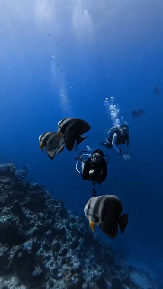 Zum PADI Women's Dive Day feiern wir die Frauen, die die unglaubliche Unterwasserwelt bei Huvafen Fushi erkunden. Von lebendigen Korallengärten bis zu Schildkröten, Riffhaien, Rochen und bunten tropischen Fischen, jede
