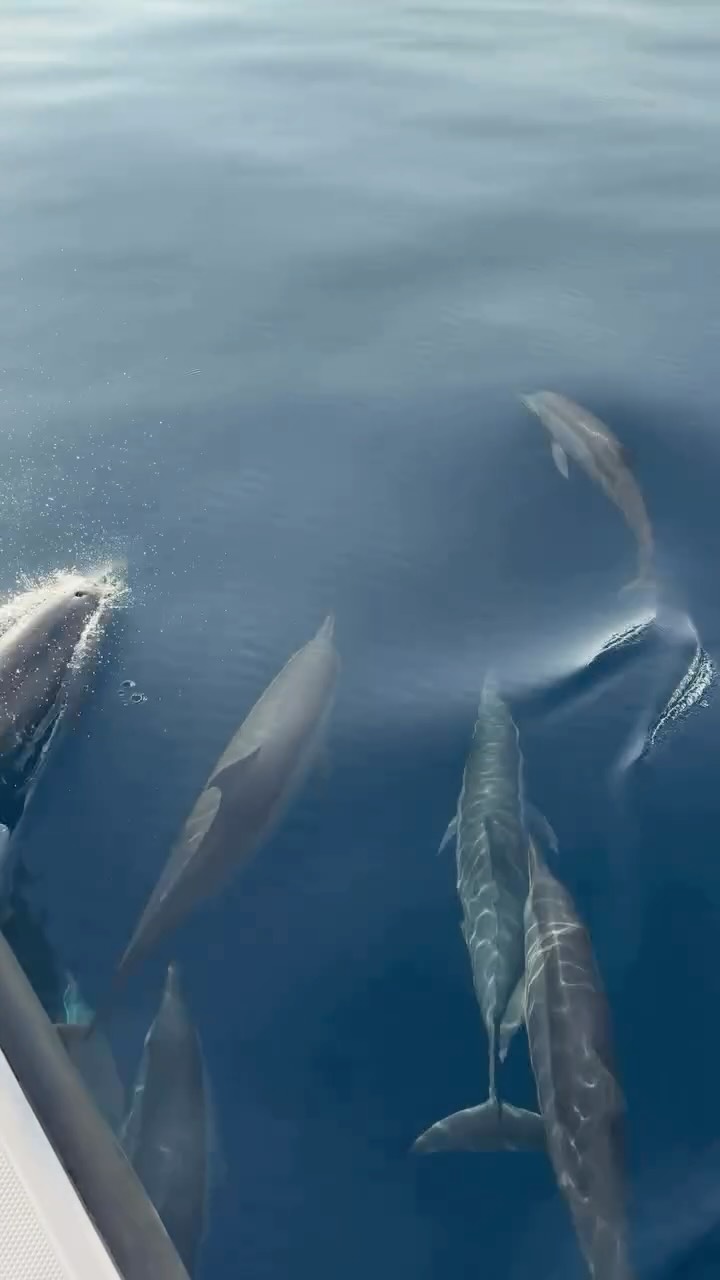 Experience the magic of the Indian Ocean on a family-friendly dolphin cruise at InterContinental Maldives Maamunagau Resort. Turquoise lagoons, vibrant marine life, and playful dolphins leaping beside