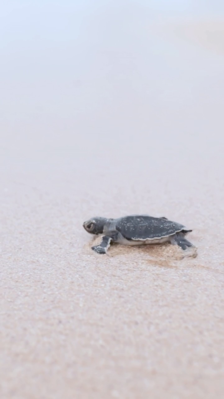 Some journeys begin long before they reach Maamunagau.

Female sea turtles are known to return to the beaches where they were born to lay their eggs — an extraordinary connection between these animals