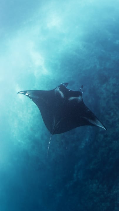 Swim with the gentle giants of Maamunagau. Our lagoon is a sanctuary for juvenile manta rays, where crystal-clear waters and abundant plankton create the perfect setting for unforgettable encounters. 