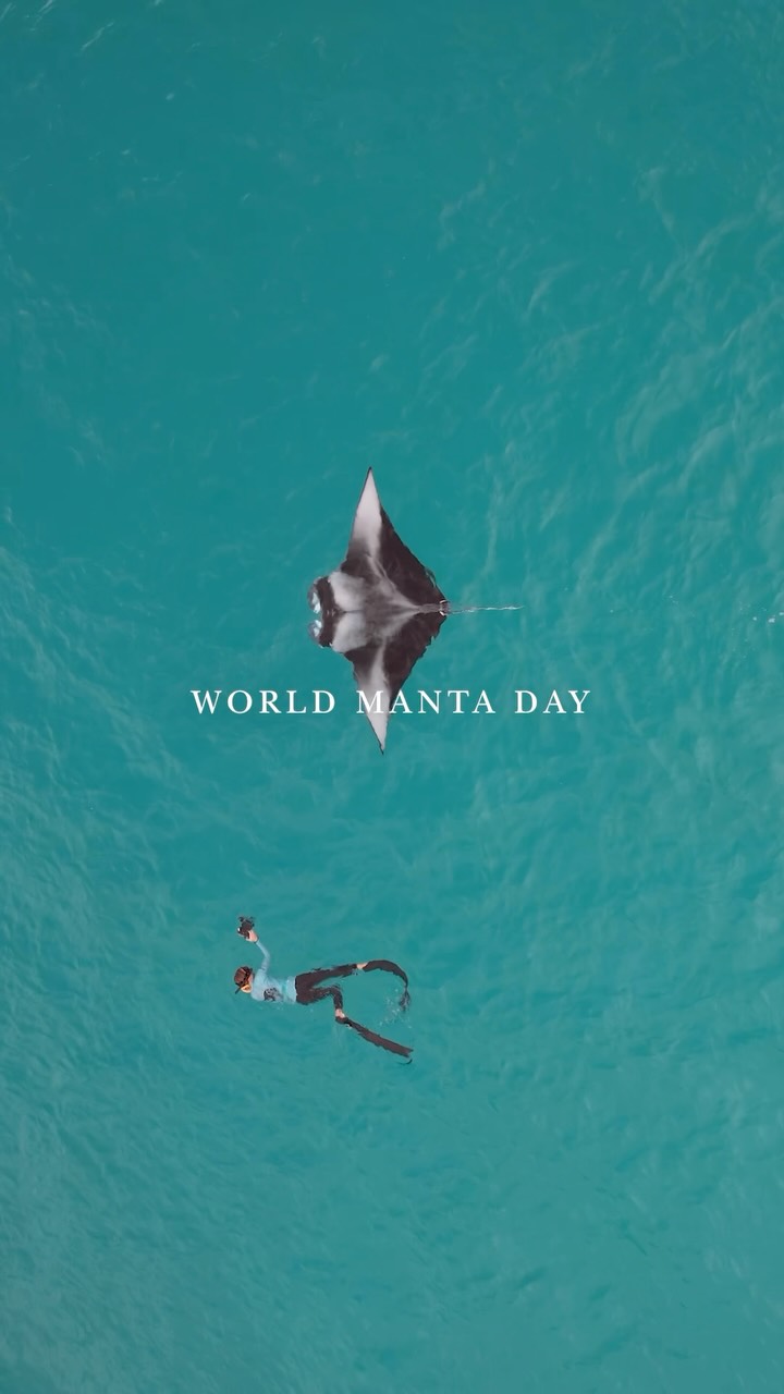 Celebriamo il World Manta Day all'InterContinental Maldives Maamunagau Resort, dove i gentili giganti dell'Atollo di Raa trovano casa nelle nostre acque.

La nostra laguna è un vivaio vitale per le razze manta giovani - un raro p