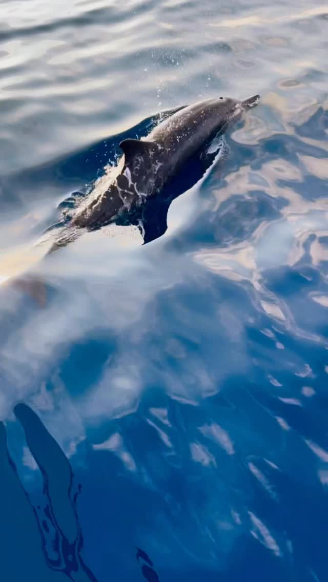 Dream came true🥹

@jamanafaru_maldives 

#maldives #dolphins #snorkeling #dji #diving