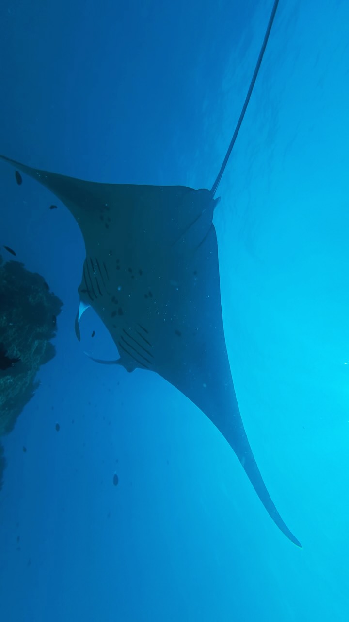 Eine Feier der Frauen, die mit Zielsetzung tauchen.

Zum PADI Women's Dive Day erkundeten unsere Taucherinnen die Wunder unter der Wasseroberfläche und teilten eine unvergessliche Begegnung mit fünf majestätischen Mantarochen—al