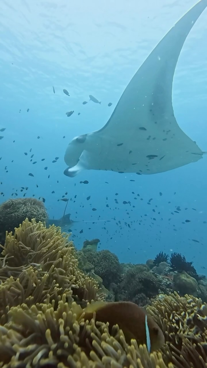 Manta avvistate a pochi istanti dall'isola.

Immergiti per un incontro indimenticabile con alcuni dei residenti più eleganti dell'oceano.

#JOALIBEING #JoyOfWellLiving #Maldives #ScubaDiving