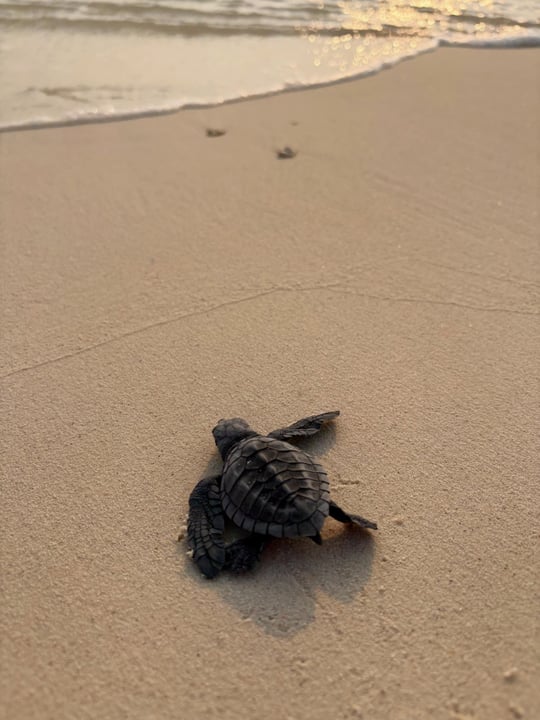 Photo by JOALI Maldives on June 08, 2026. May be an image of turtle, tortoise and text.