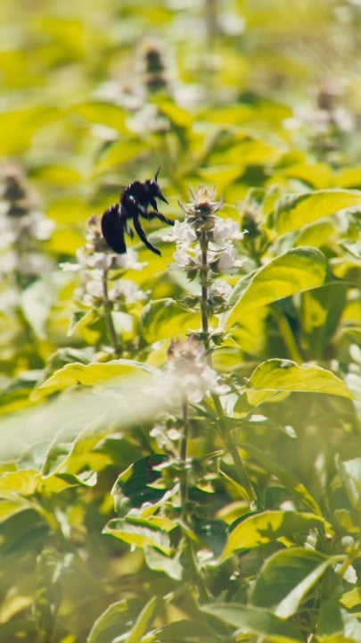 Cue the JW Garden soundtrack. Set to the rhythm of buzzing bees and island drums, spring hums a little louder at @jwmmaldives.