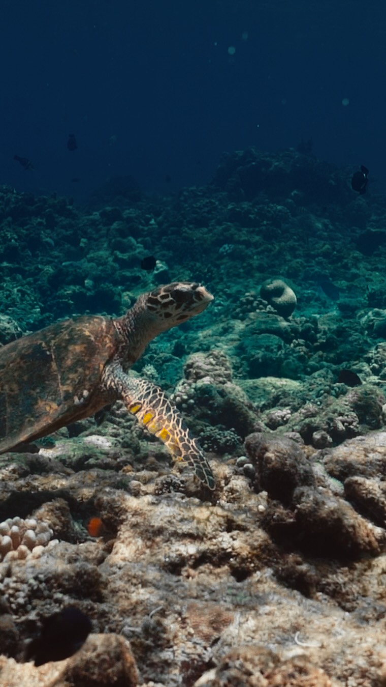At JW Marriott Maldives Resort & Spa, staying in the moment means appreciating the breathtaking marine world right beneath our villas. The ocean regulates our climate, generates over half the world’s 