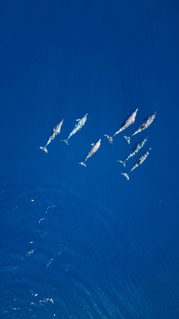 Questa mattina, appena oltre Kagi. 💙🐬

Nessun piano. Nessuna fretta. Solo l'oceano che ci ricorda con chi condividiamo il paradiso.

#kagimaldives #maldives #wildlife #dolphins