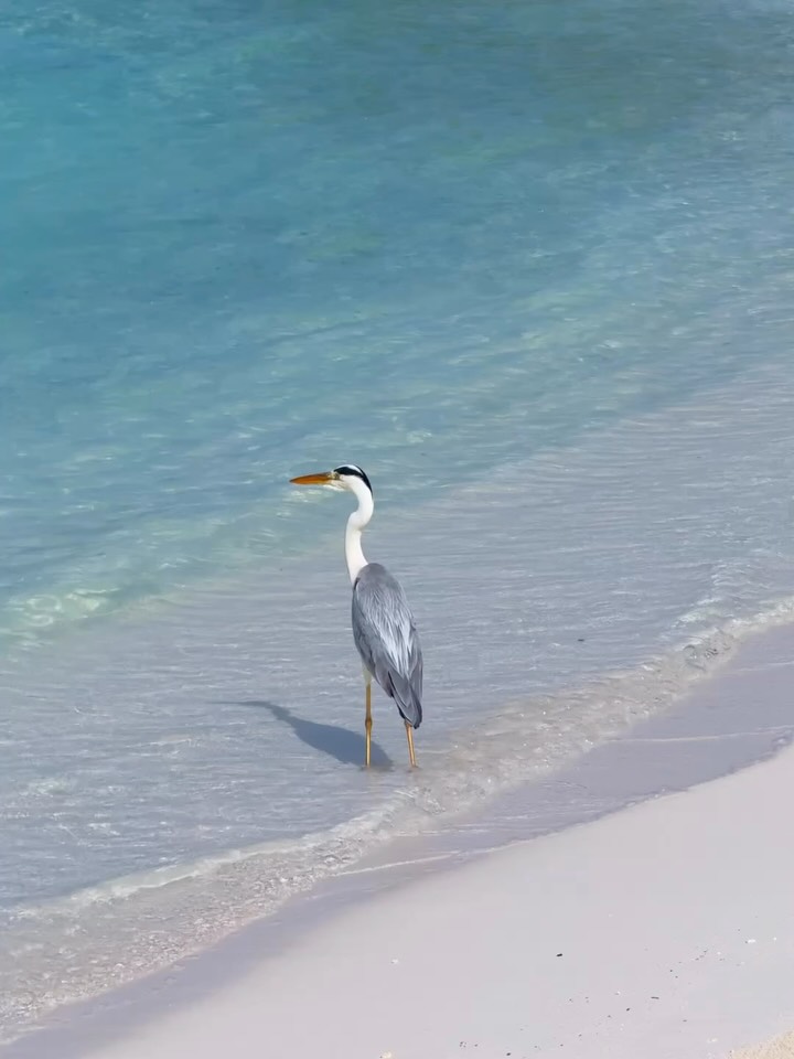 Da qualche parte tra l'isola e l'oceano, tutto rallenta.

Noti le piccole cose.
Respiri un po' più profondamente.
E lasci semplicemente che Kagi si dispieghi intorno a te.

La pausa di cui abbiamo bisogno.

#kagimaldives