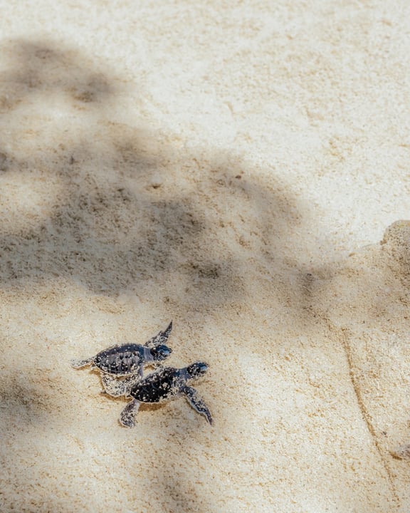 Foto von Kandima Maldives vom 16. Juli 2026. Zeigt möglicherweise Schildkröte, Landschildkröte und Text.