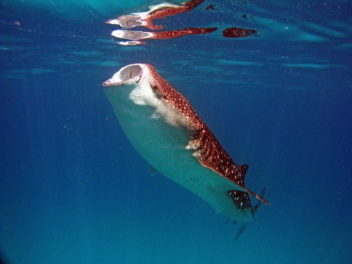 Photo by Kandolhu Maldives on June 08, 2026. May be an image of whale shark, whale and text.