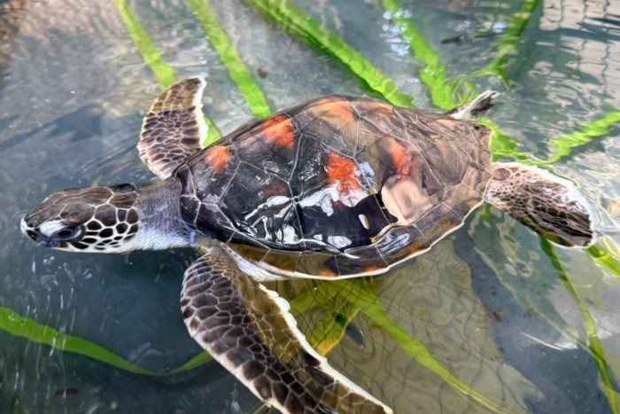 Photo shared by Kandolhu Maldives on June 18, 2026 tagging @oliveridleyproject. May be an image of turtle, tortoise and text.