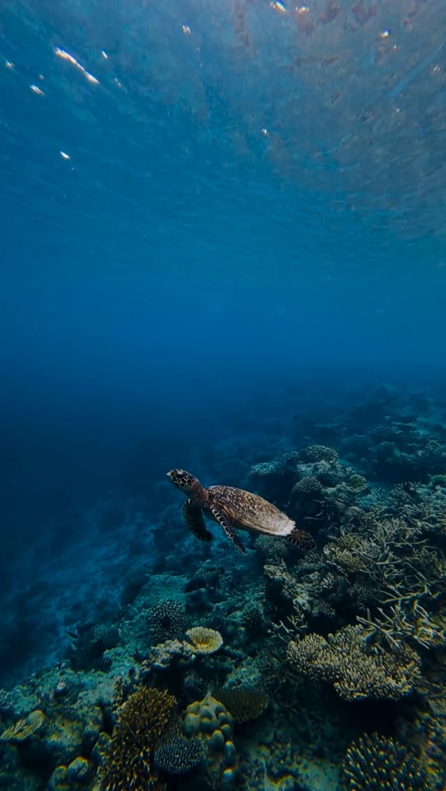 This World Snorkelling Day, celebrate the magic waiting just steps from your villa at Kandolhu Maldives. Glide through our vibrant house reef, where graceful sea turtles, colourful coral gardens and a