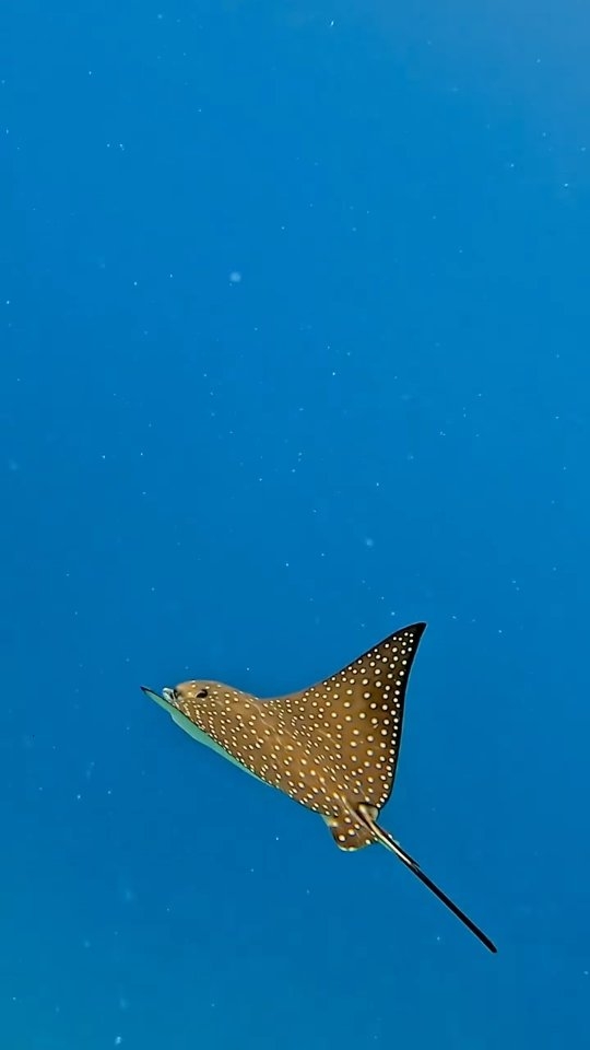Appena sotto la superficie, ti aspetta un altro mondo. 🐠

L'house reef vibrante di Kandolhu è pieno di colori, e ogni immersione rivela qualcosa di nuovo.

#KandolhuMaldives #HouseReef #LuxuryResort