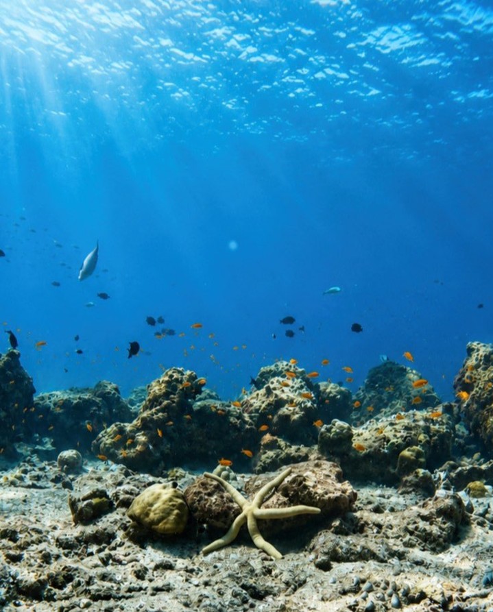 Among the fascinating marine life around Kudadoo are sea stars, known for their remarkable ability to regenerate lost arms and their vital role in maintaining healthy reef ecosystems.

Have you ever h