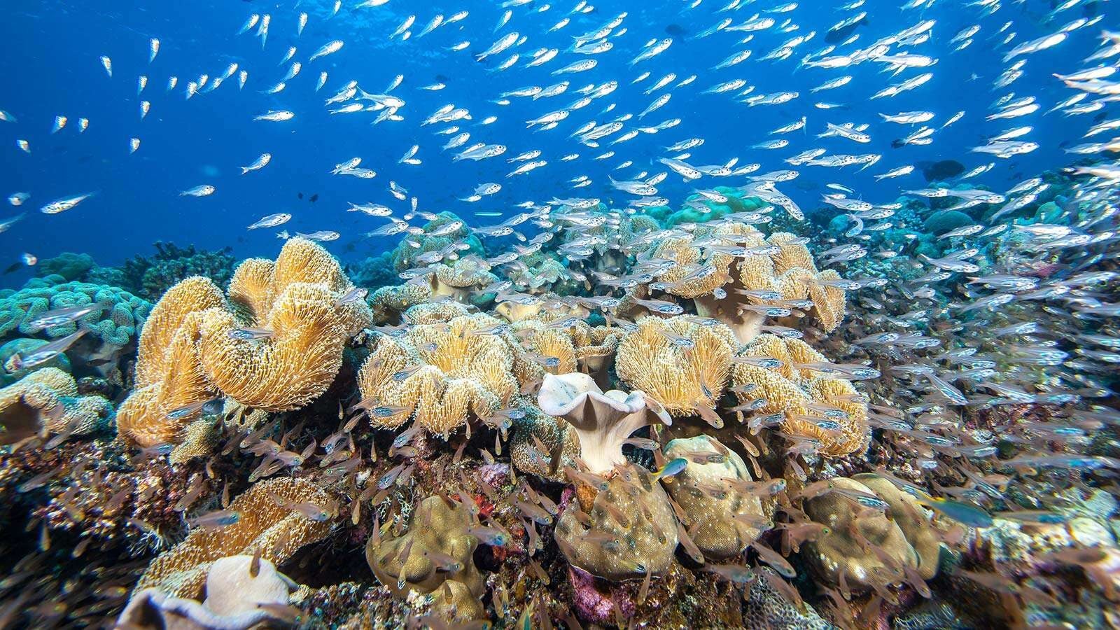 Ein Schwarm kleiner Fische schwimmt unter Wasser über einem farbenprächtigen Korallenriff.