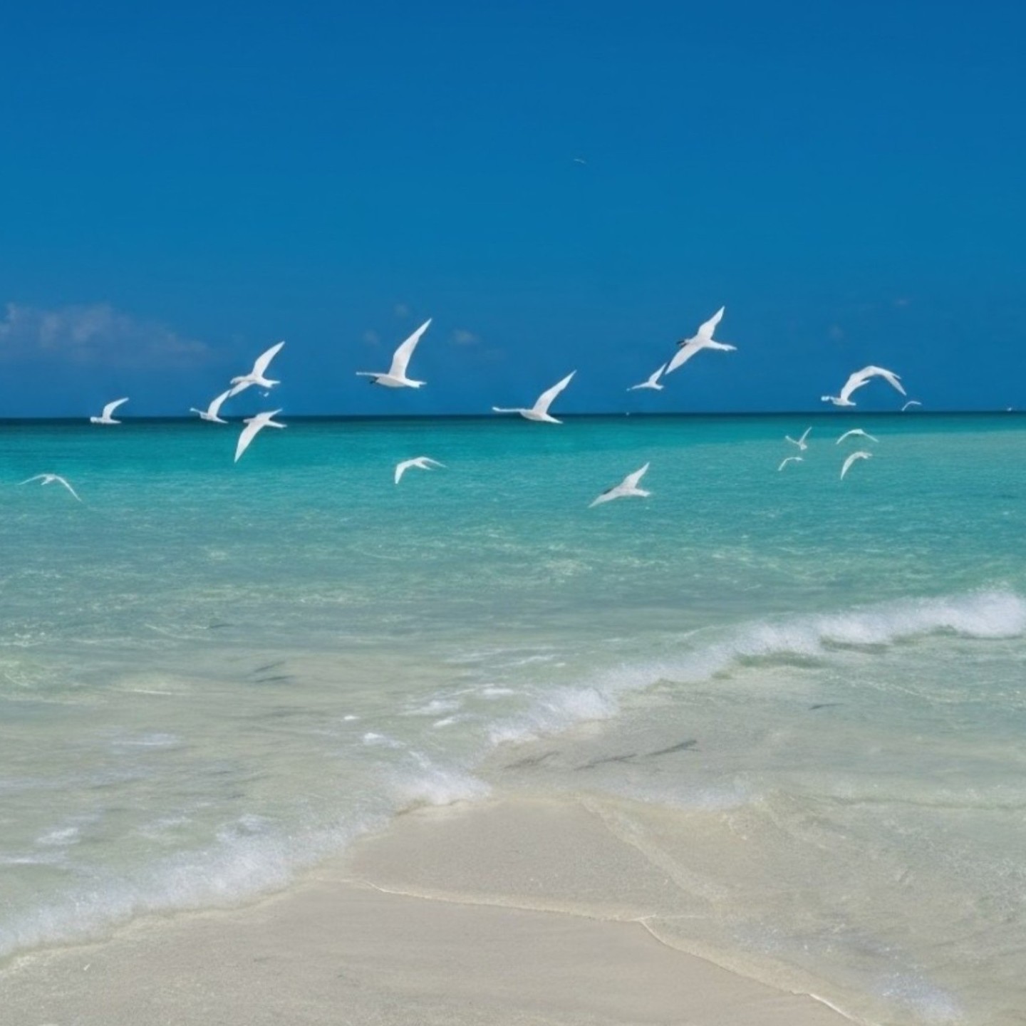 Foto von Niva Kuramathi Maldives vom 17. Juli 2026. Könnte ein Bild von einem Watvogel, einer Möwe, Natur, Wasser und Text sein.