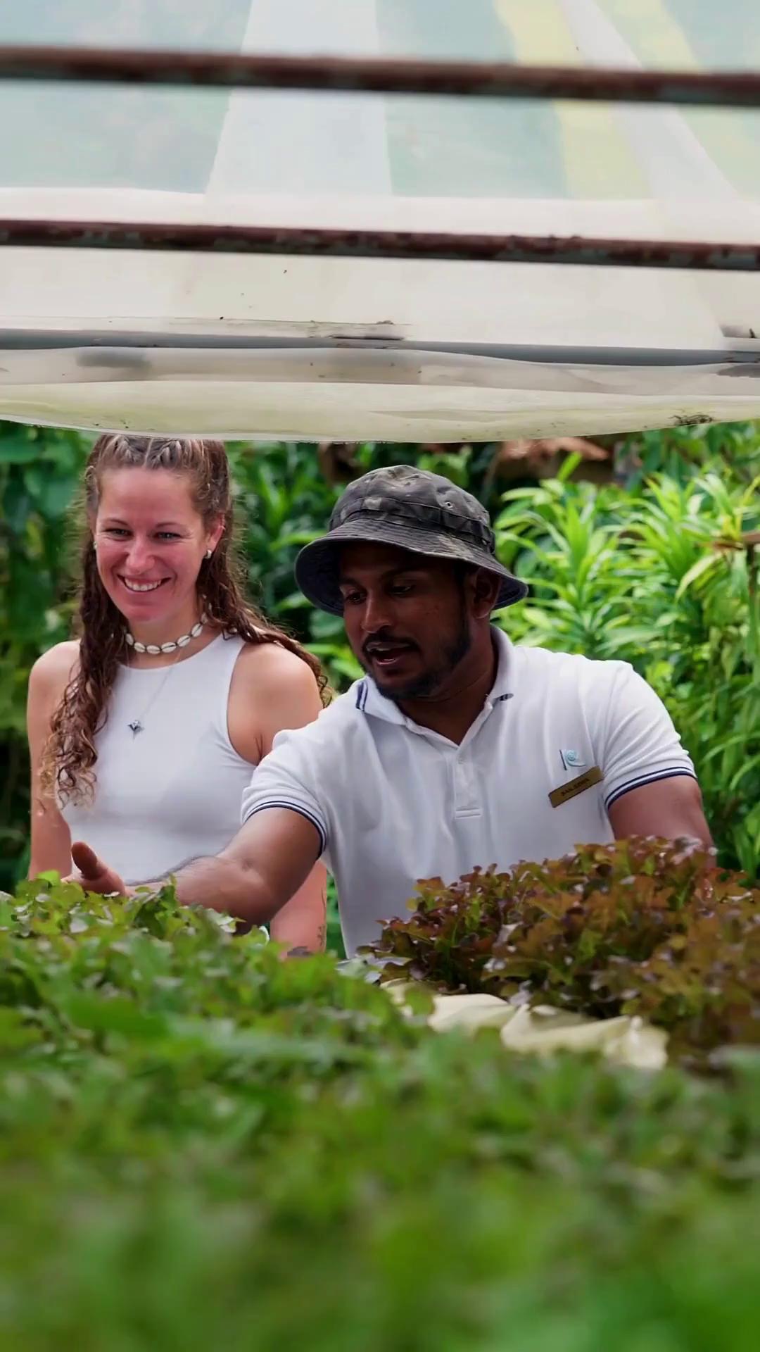 Direkt aus unserem Garten auf Ihren Teller 🌱. Bei Niva Kuramathi hilft uns die Hydroponik, frisches Grün mit Rücksicht auf die Umwelt anzubauen.

#NivaKuramathi #YourIslandOfChoice #MomentsThatStay #PerfectEscape